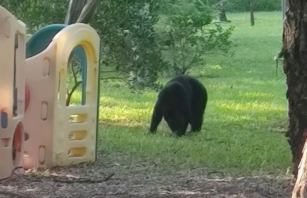 Reportan presencia de oso en Villas La Rioja, al sur de Monterrey