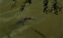 Aplican rastreo satelital a cocodrilo de pantano en zona sur de Tamaulipas Aplican rastreo satelital a cocodrilo de pantano en zona sur de Tamaulipas