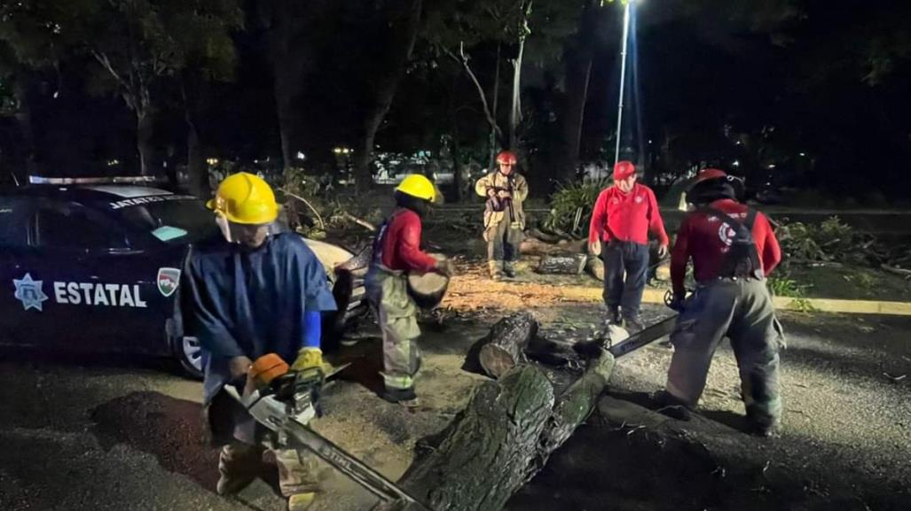 Caída de árbol daña vehículos en Villahermosa, Tabasco