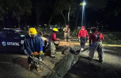 Caída de árbol daña vehículos en Villahermosa, Tabasco