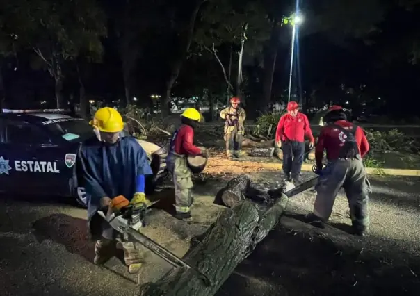 Caída de árbol daña vehículos en Villahermosa, Tabasco