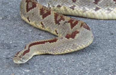 ¡Otro ataque de serpiente! Mujer sufre mordedura de una cascabel en Kinchil