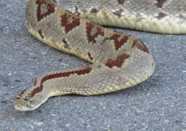 ¡Otro ataque de serpiente! Mujer sufre mordedura de una cascabel en Kinchil