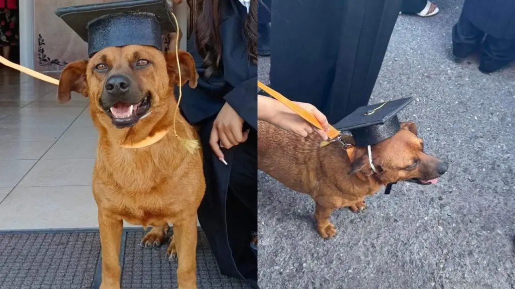 El Cejas, perrito callejero, se gradúa de secundaria en Saltillo