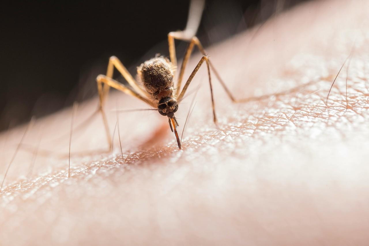 El dengue, chikungunya y zika son enfermedades del grupo de las arbovirosis, transmitidas por los mosquitos Aedes aegypti y Aedes albopictus. Foto: Especial.