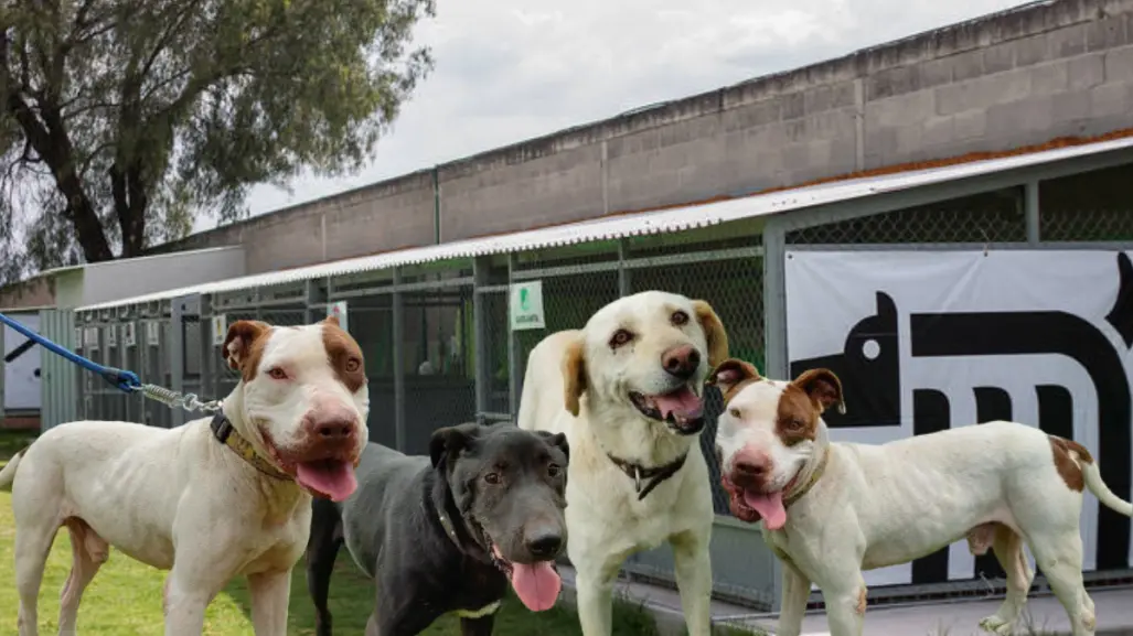 ¿Buscas adoptar una mascota? Conoce a los perros viejitos del Metro de CDMX