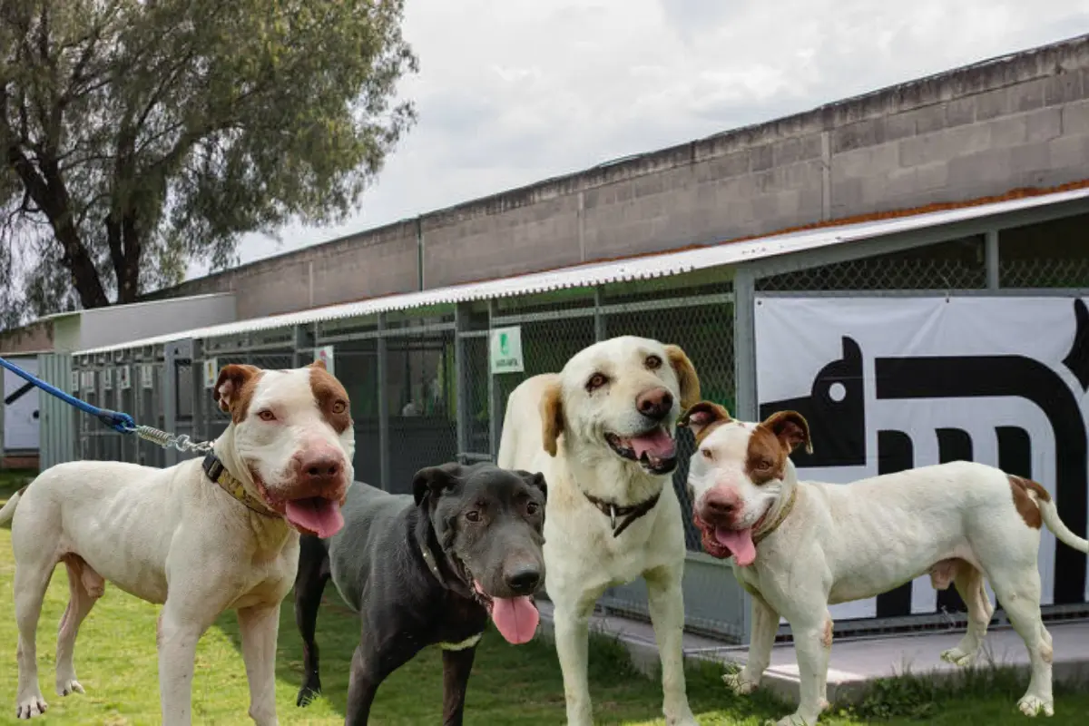 Perros en adopción del Metro de CDMX.   Foto: Especial