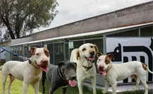¿Buscas adoptar una mascota? Conoce a los perros viejitos del Metro de CDMX ¿Buscas adoptar una mascota? Conoce a los perros viejitos del Metro de CDMX