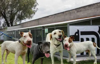 ¿Buscas adoptar una mascota? Conoce a los perros viejitos del Metro de CDMX