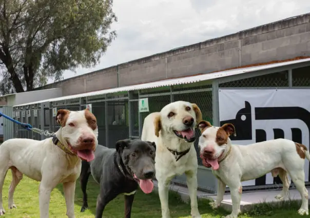 ¿Buscas adoptar una mascota? Conoce a los perros viejitos del Metro de CDMX