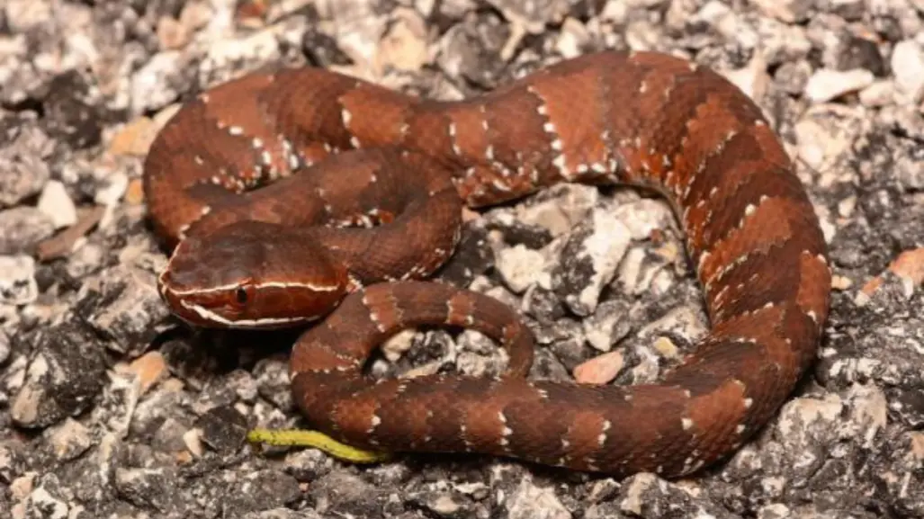 ¿Qué hacer ante el ataque de una serpiente venenosa?