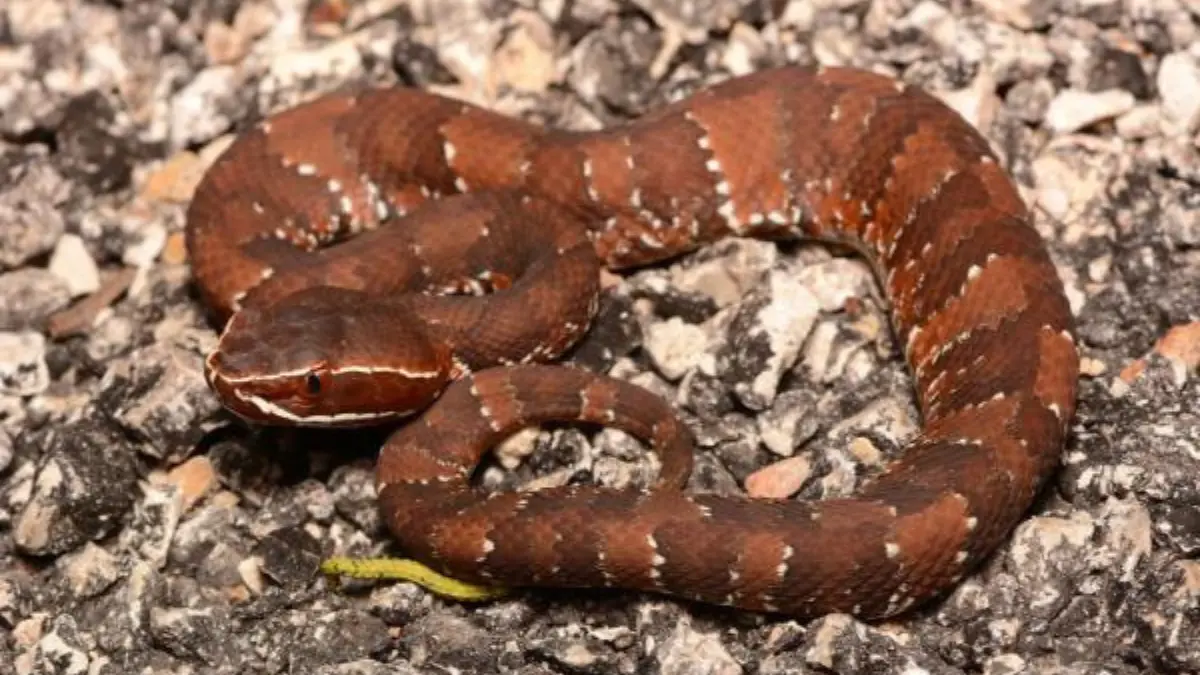 Mantener la calma y llamar a emergencias son las principales ante la mordedura de una serpiente Foto: Cortesía