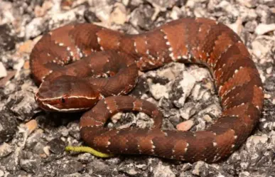 ¿Qué hacer ante el ataque de una serpiente venenosa?