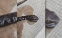 Peligrosa serpiente de Yucatán enví­a al hospital a un hombre de Peto