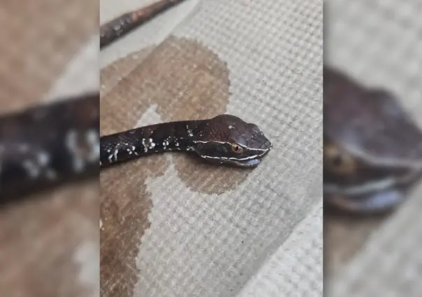 Peligrosa serpiente de Yucatán enví­a al hospital a un hombre de Peto