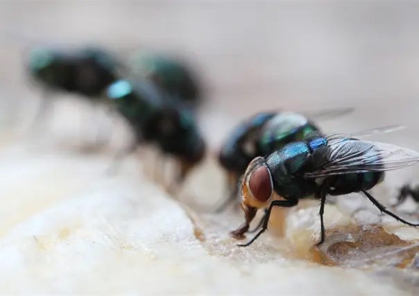 &iquest;Moscas en la casa? Conoce este sencillo y eficaz m&eacute;todo para ahuyentarlas