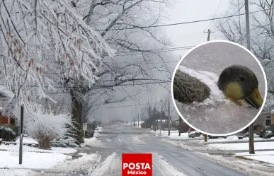 Alerta en Argentina por heladas negras durante ola de frío polar
