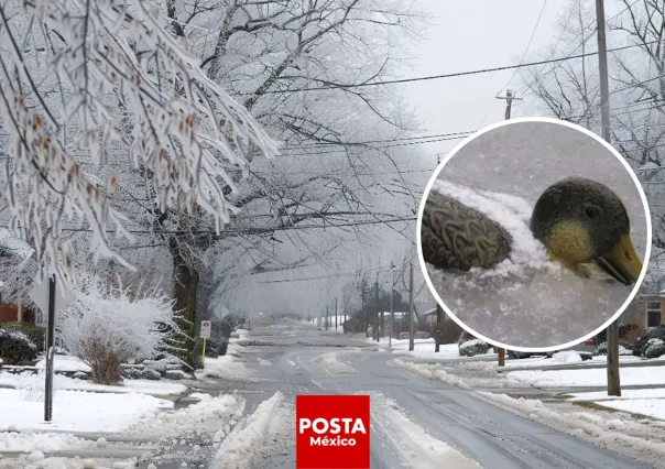Alerta en Argentina por heladas negras durante ola de frío polar