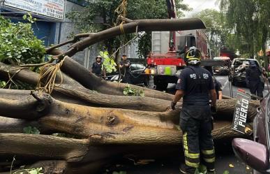 Cae árbol, daña 3 vehículos y cableado eléctrico en Venustiano Carranza