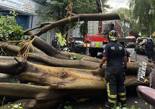 Cae árbol, daña 3 vehículos y cableado eléctrico en Venustiano Carranza