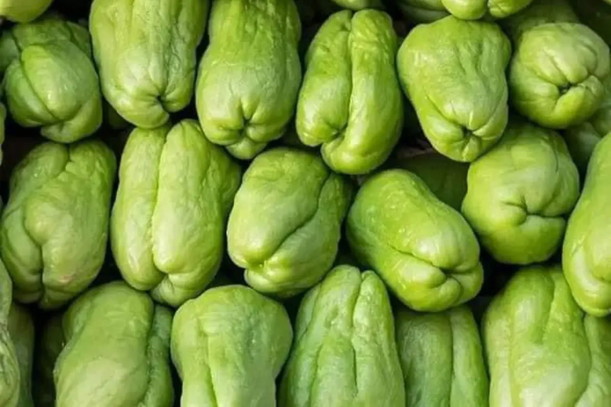 Sequía en Veracruz provoca subida del precio del chayote