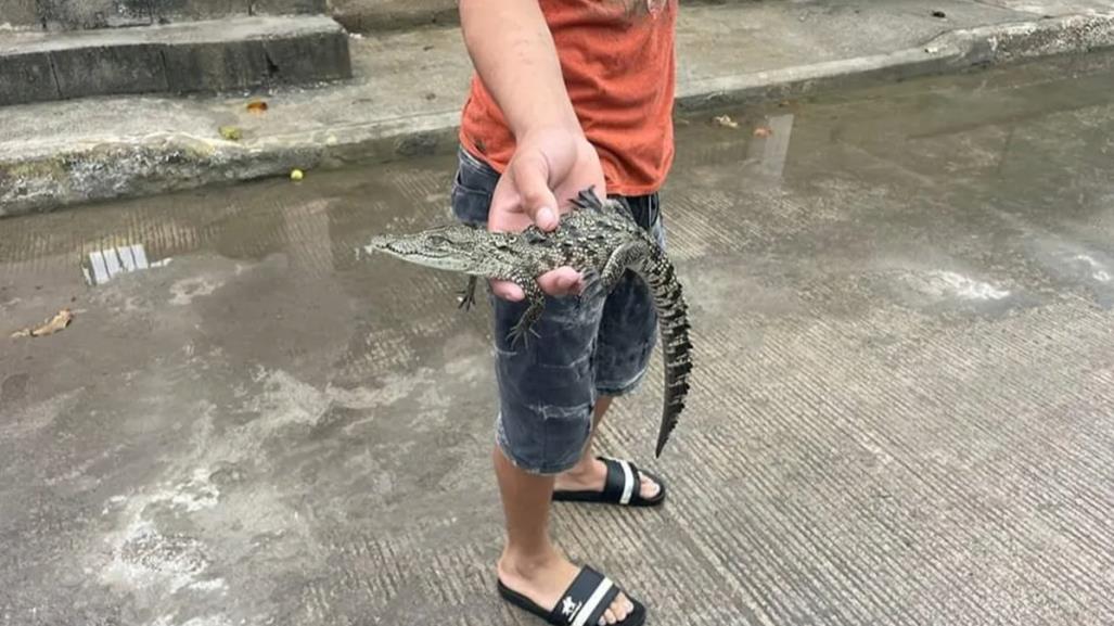 Vecinos de Tampico juegan con las crías de cocodrilo; autoridades en alerta