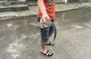 Vecinos de Tampico juegan con las crías de cocodrilo; autoridades en alerta