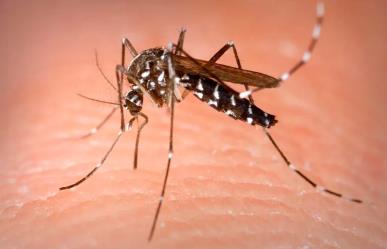 La lluvia podría desencadenar en una epidemia de dengue en Tamaulipas y México