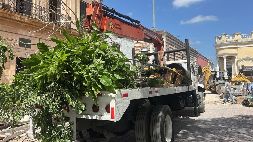 Reforestan areas verdes en la Plaza Grande de Mérida