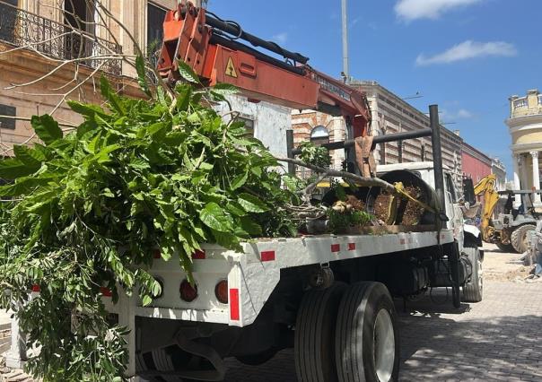 Reforestan areas verdes en la Plaza Grande de Mérida