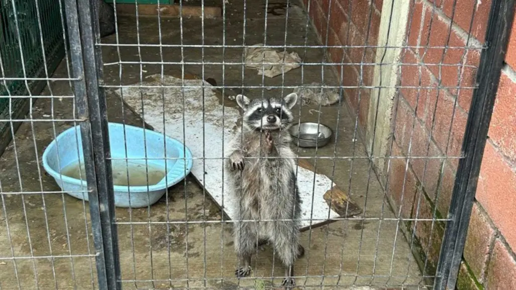 Rescatan un león y cinco mapaches en Zinacantepec (VIDEO)