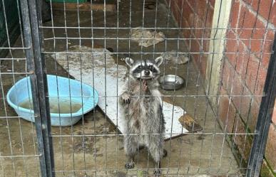 Rescatan un león y cinco mapaches en Zinacantepec (VIDEO)