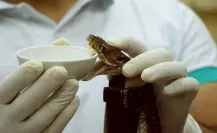 ¿Conoces las unidades de salud con biológicos para mordeduras de serpientes?