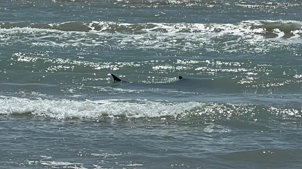 Aseguran que no hay presencia de tiburones ni cocodrilos en playa La Pesca