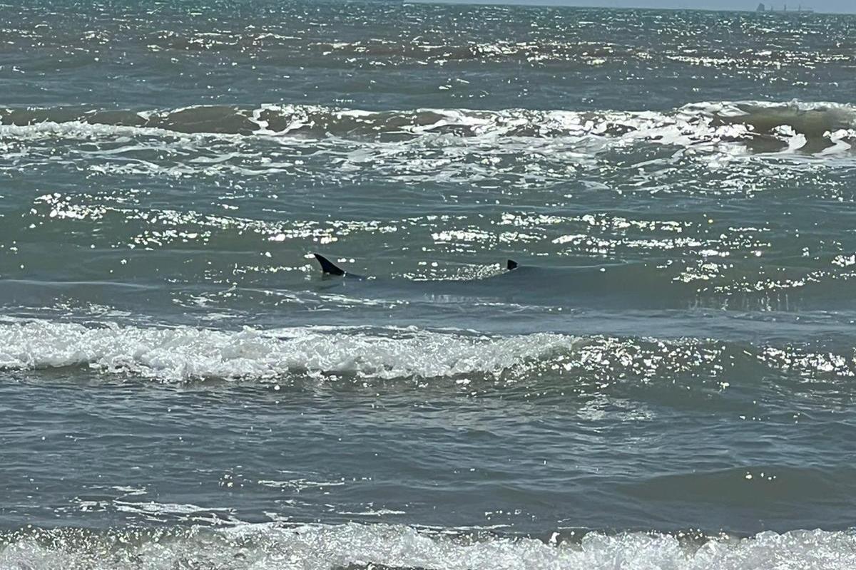 Tiburón avistado en playas de la Isla del Padre, Texas. Foto: Ilustrativa