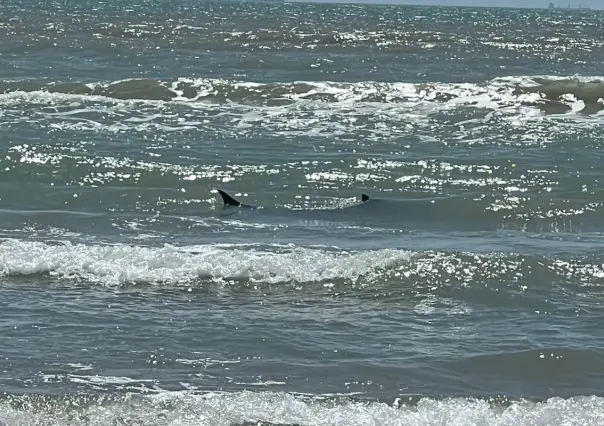 Aseguran que no hay presencia de tiburones ni cocodrilos en playa La Pesca