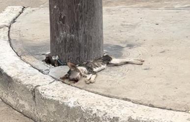 Exigen investigar matanza de gatos en el sur de Tamaulipas