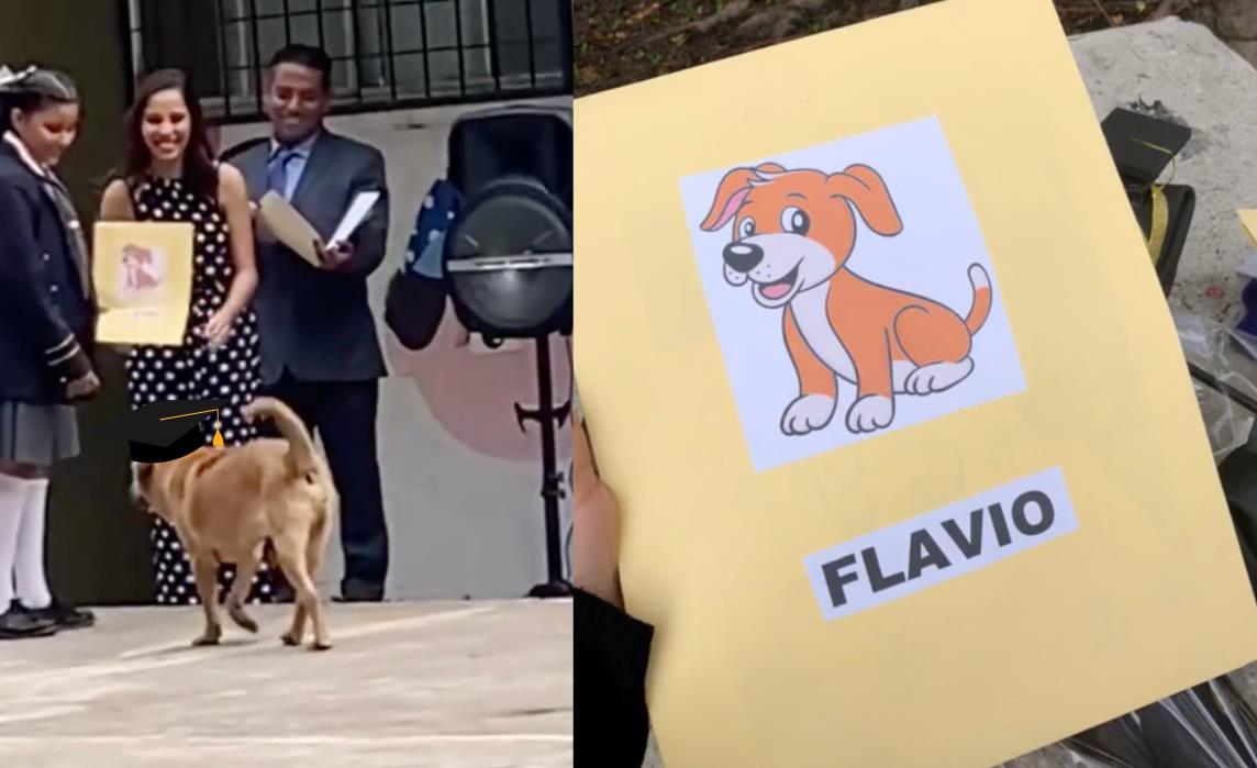 Flavio; perrito reconocido en la primaria en Guadalajara. Foto: Captura pantalla video TikTok: @lizbethcamacho802