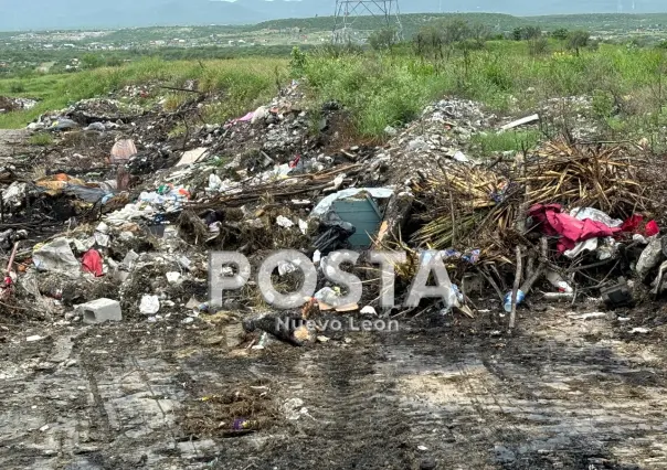 Más de una decena de perros son calcinados en basurero clandestino de Nuevo León