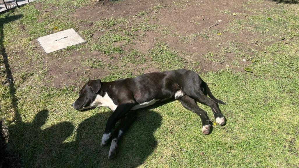 Sobrepoblación de perritos en el albergue