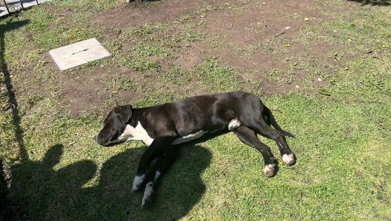 Un perro acostado sobre el paso. Foto: Jesús Carrillo.