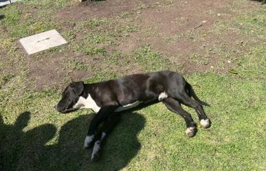 Sobrepoblación de perritos en el albergue