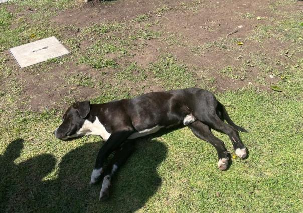 Sobrepoblación de perritos en el albergue