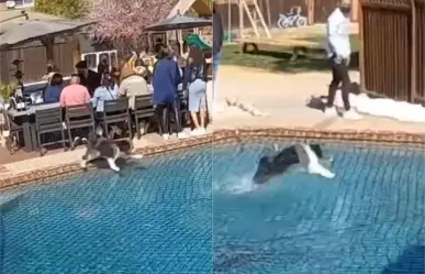 ¡Santo perrocristo! Perro camina sobre el agua (VIDEO)