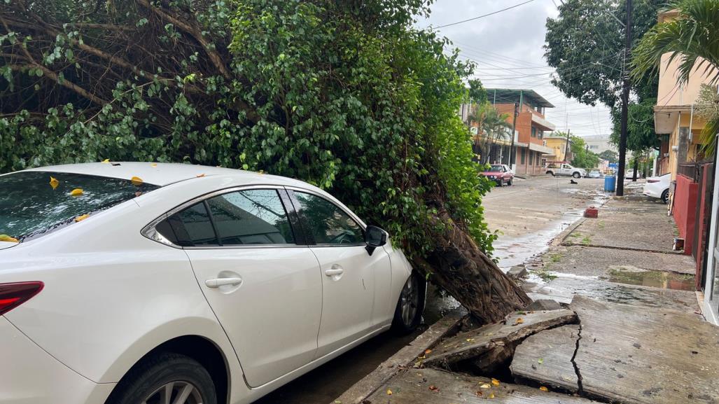 Desplome de árbol en Madero deja sin luz a colonia Vergel tras fuertes lluvias