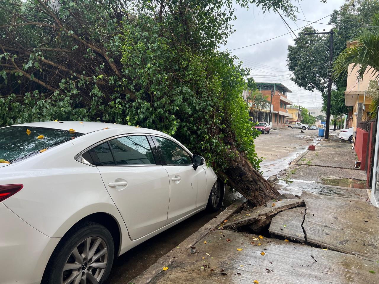 Frondoso àrbol causa problemas en la colonia Vergel en Madero. Foto: Axel Hassel