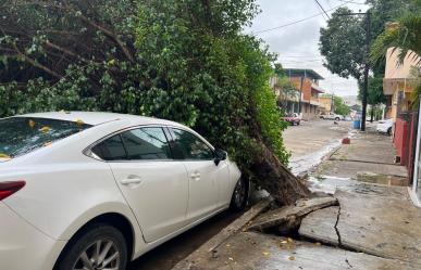 Desplome de árbol en Madero deja sin luz a colonia Vergel tras fuertes lluvias