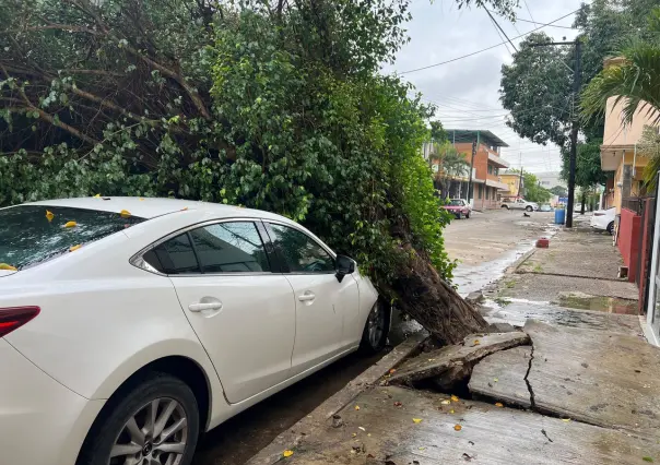 Desplome de árbol en Madero deja sin luz a colonia Vergel tras fuertes lluvias