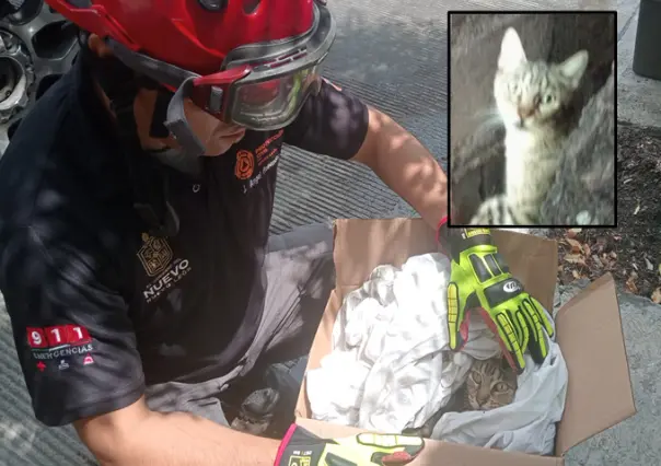 Rescatistas salvan la vida de gato montés en Monterrey