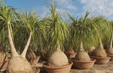 ¿De cuánto es la multa por tener una planta Pata de Elefante?